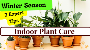 Indoor plant care in winter season