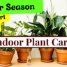 Indoor plant care in winter season