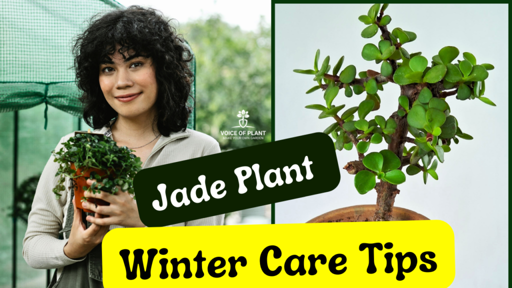 Jade plant care tips winter