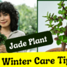 Jade plant care tips winter