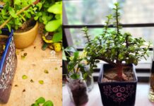 Jade plant winter care