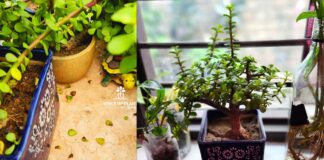 Jade plant winter care