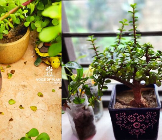 Jade plant winter care