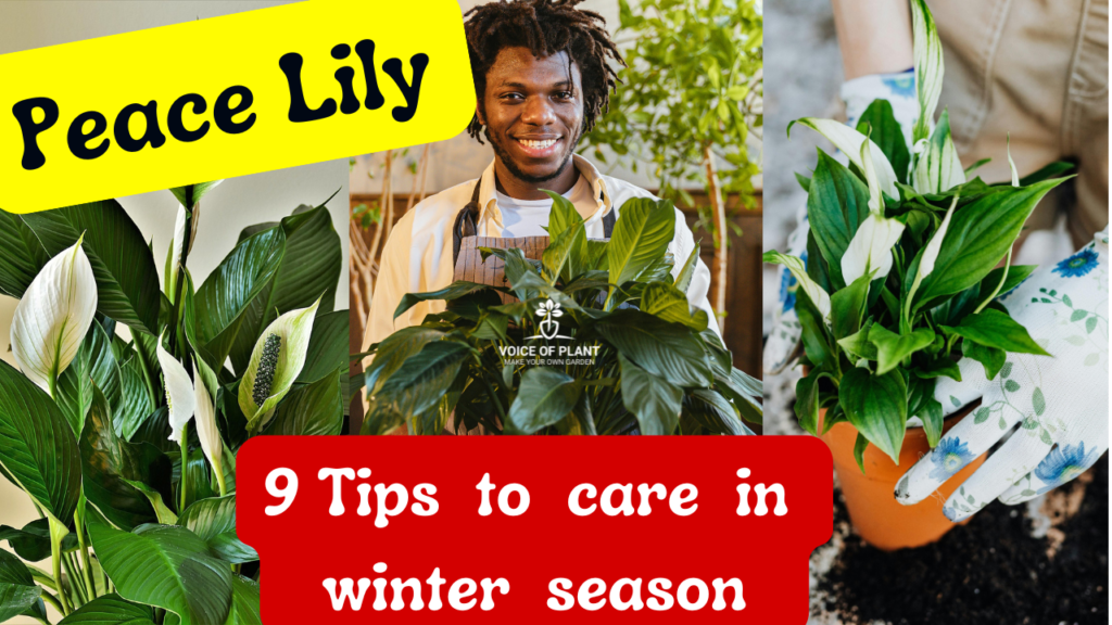 Peace lily care in winter season