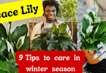 Peace lily care in winter season
