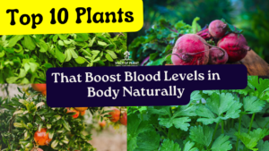 Top 10 Plants to Boost Blood Levels in Body Naturally