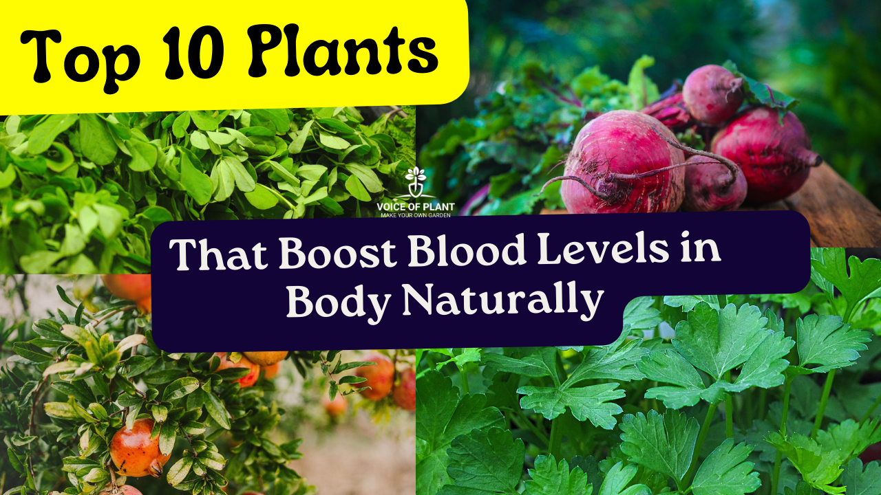 Top 10 Plants to Boost Blood Levels in Body Naturally