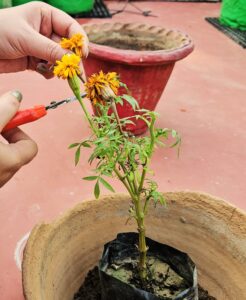 Pruning of marigold flower1
