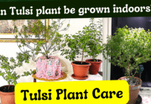 Can Tulsi Plant Be Grown Indoors