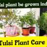 Can Tulsi Plant Be Grown Indoors