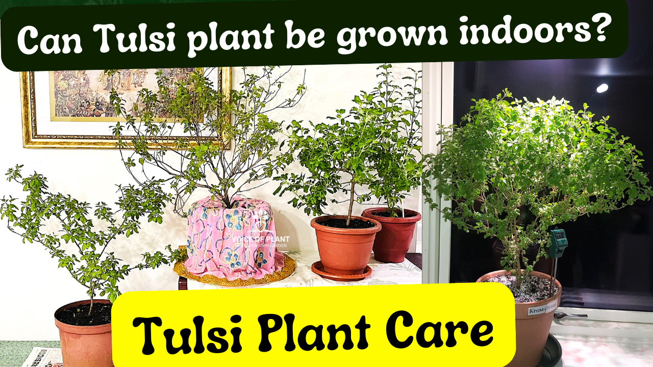 Can Tulsi Plant Be Grown Indoors