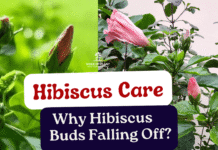 Why Hibiscus Buds Falling Off