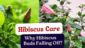 Why Hibiscus Buds Falling Off