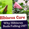 Why Hibiscus Buds Falling Off