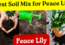best soil for peace lily plant