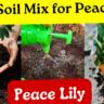 best soil for peace lily plant