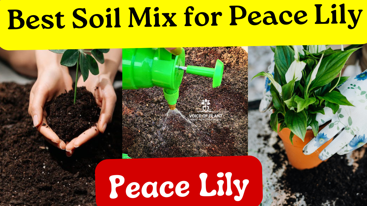 best soil for peace lily plant