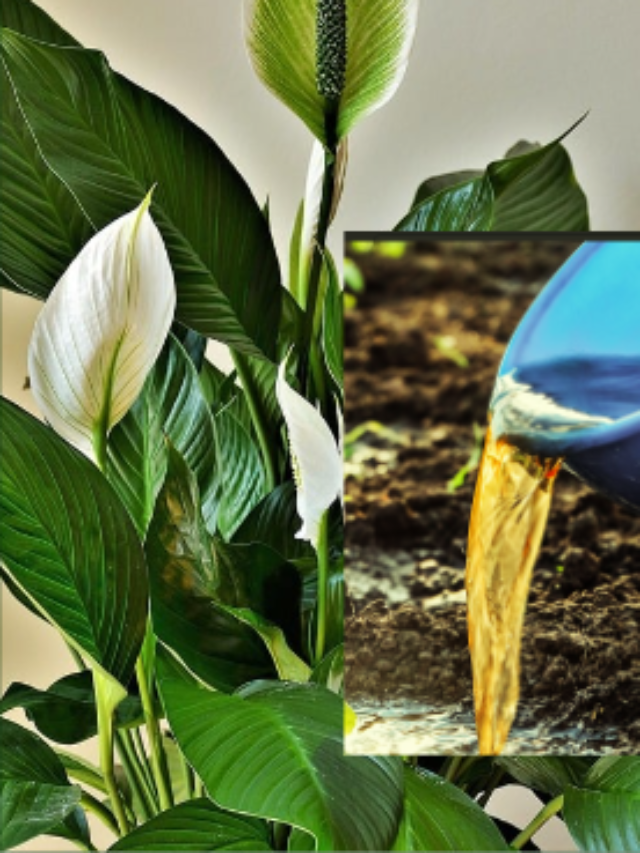 Best Organic Fertilizers for Peace Lily & How to Use Them Effectively