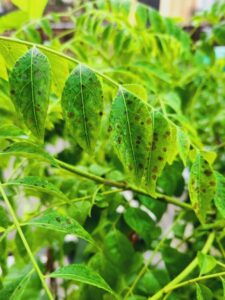 Black Spots on Curry Leaves