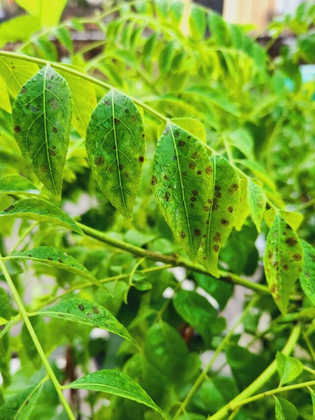 Black Spot on Curry Leaves: Check Reasons & Solutions