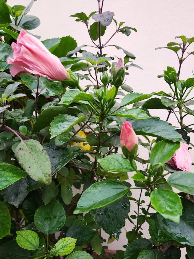 Hibiscus is not blooming? This Fertilizer will boost Flowering