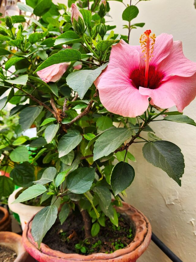 hibiscus in pot