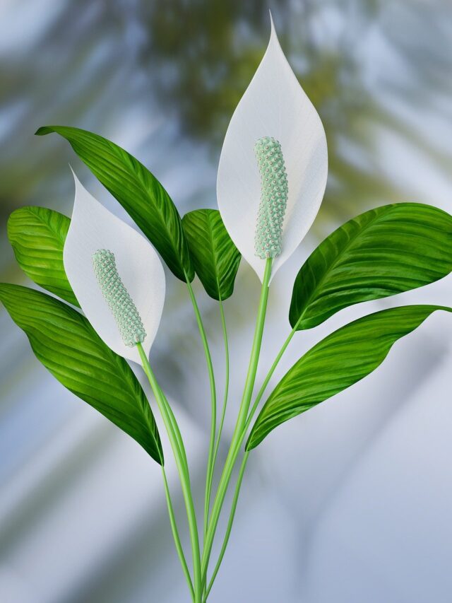 Yes, Peace Lily Bloom in Morning Direct Sunlight