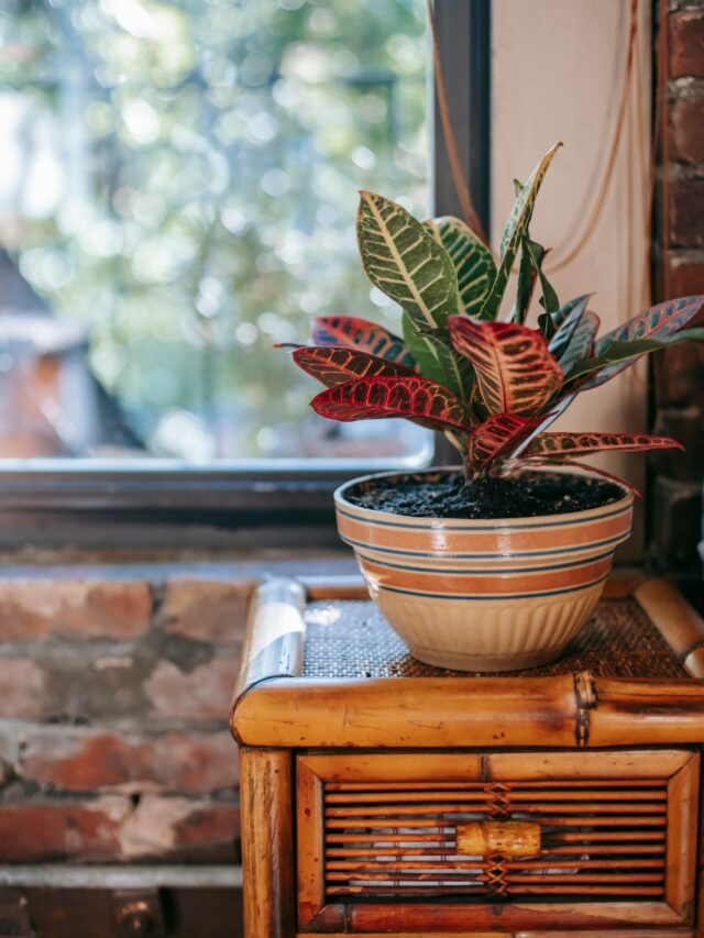 How to Care Croton Plant in Winter Season