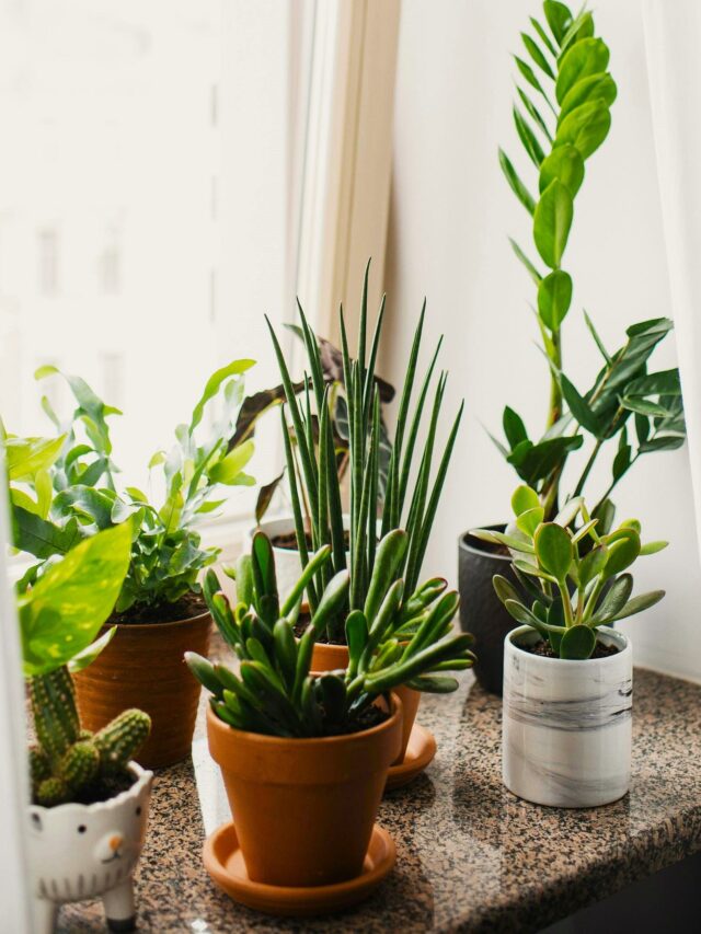 Check Expert Tips To Care Indoor Plants in the Winter Season