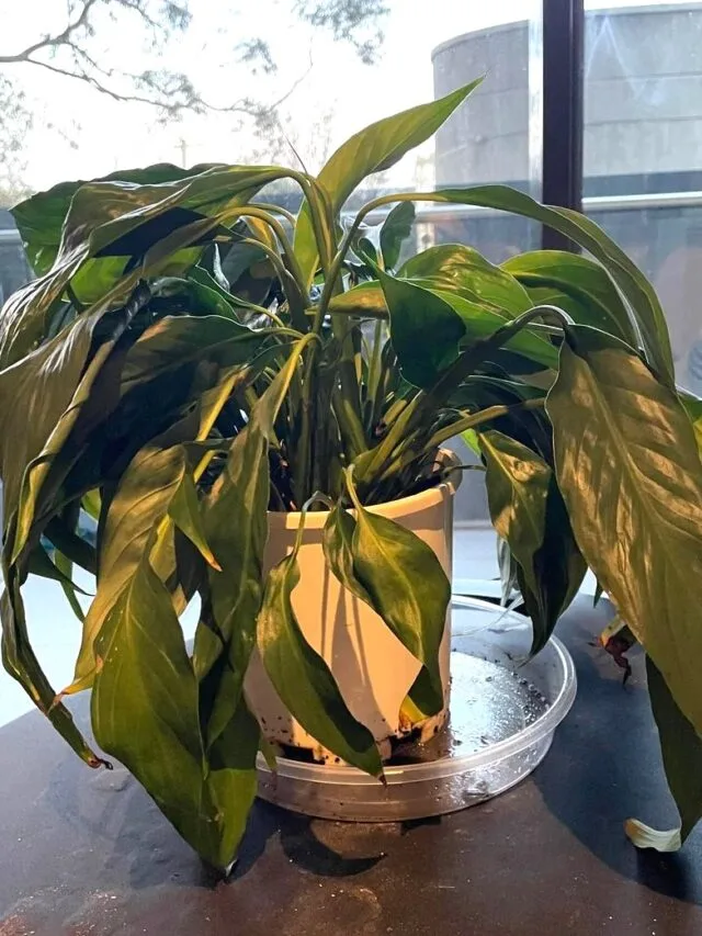 Peace Lily Drooping? Find Out Why & How to Fix It