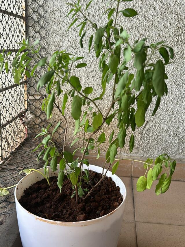 Save Tulsi Plant in Winter Season: Check Expert Tips