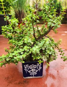 jade plant healthy