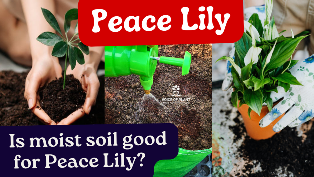 peace lily love moist soil