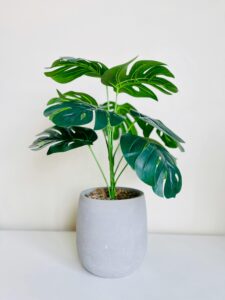 Monstera in pot