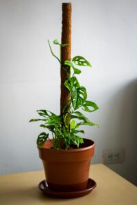 Monstera moss stick