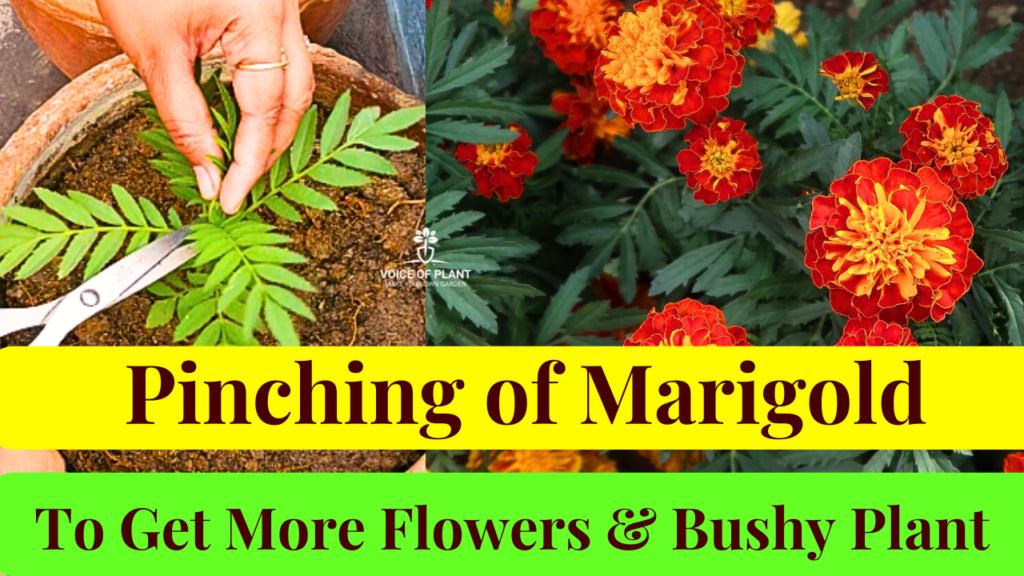 pinching of marigold