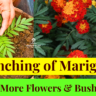 pinching of marigold