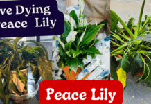 save dying peace lily