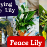 save dying peace lily