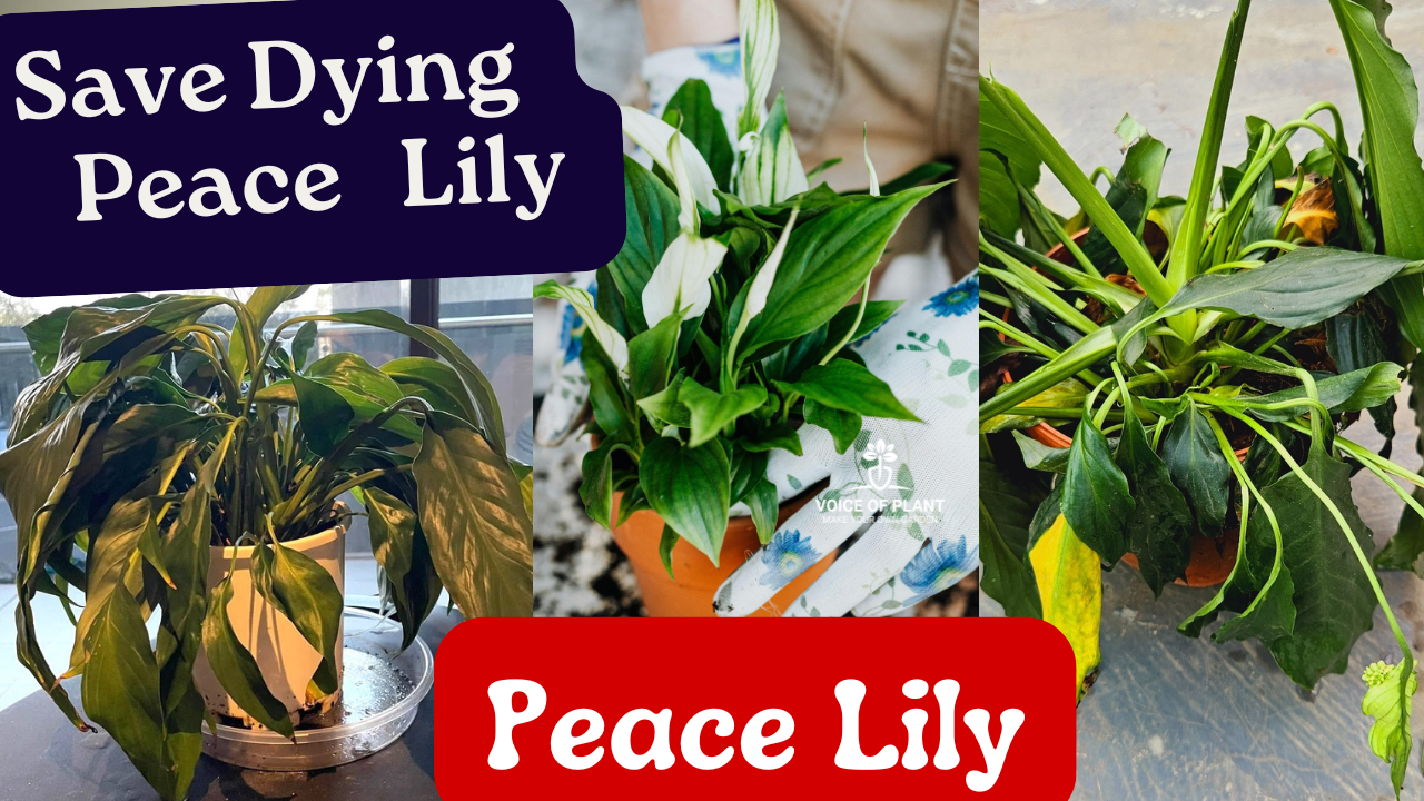 save dying peace lily