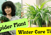 Tips to Care Spider Plant in Winter Season