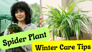 Tips to Care Spider Plant in Winter Season