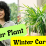 Tips to Care Spider Plant in Winter Season