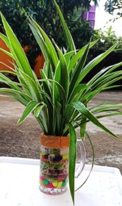 Spider plant