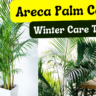 tips to care Areca palm in winter