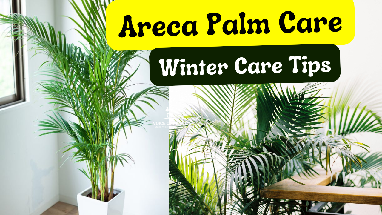 tips to care Areca palm in winter