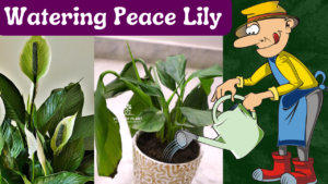 watering peace lily plant