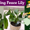 watering peace lily plant