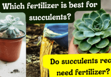 Do Succulents Need Any Fertilizer