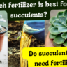 Do Succulents Need Any Fertilizer